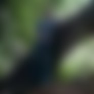 panic (73 Jahre) sucht Gays und Analsex in Halle